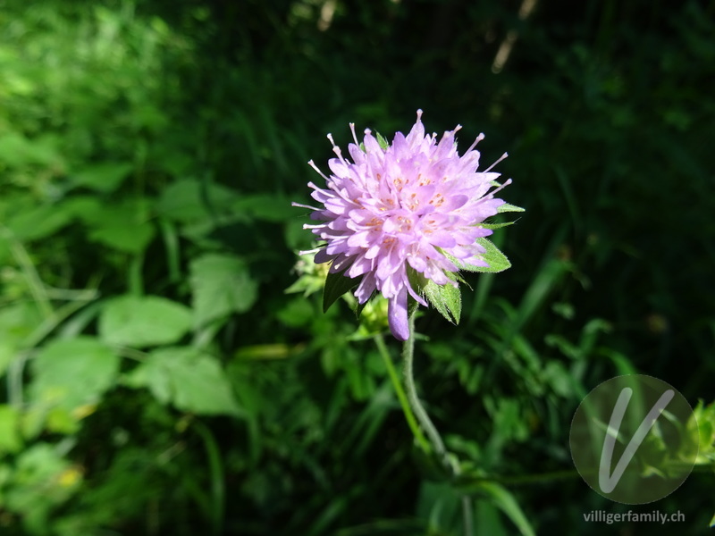 Wald-Witwenblume: Übersicht